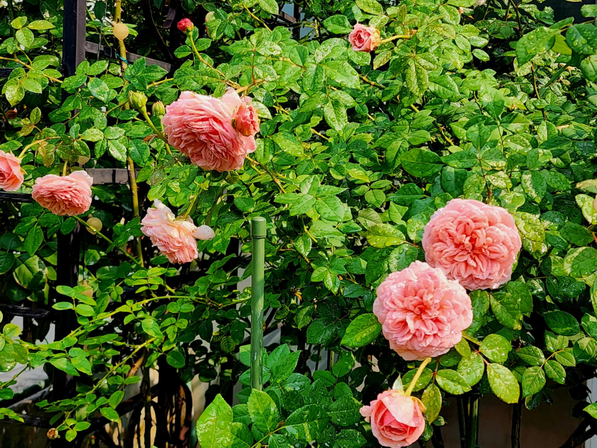 Hoa hồng bán leo Abraham Darby.