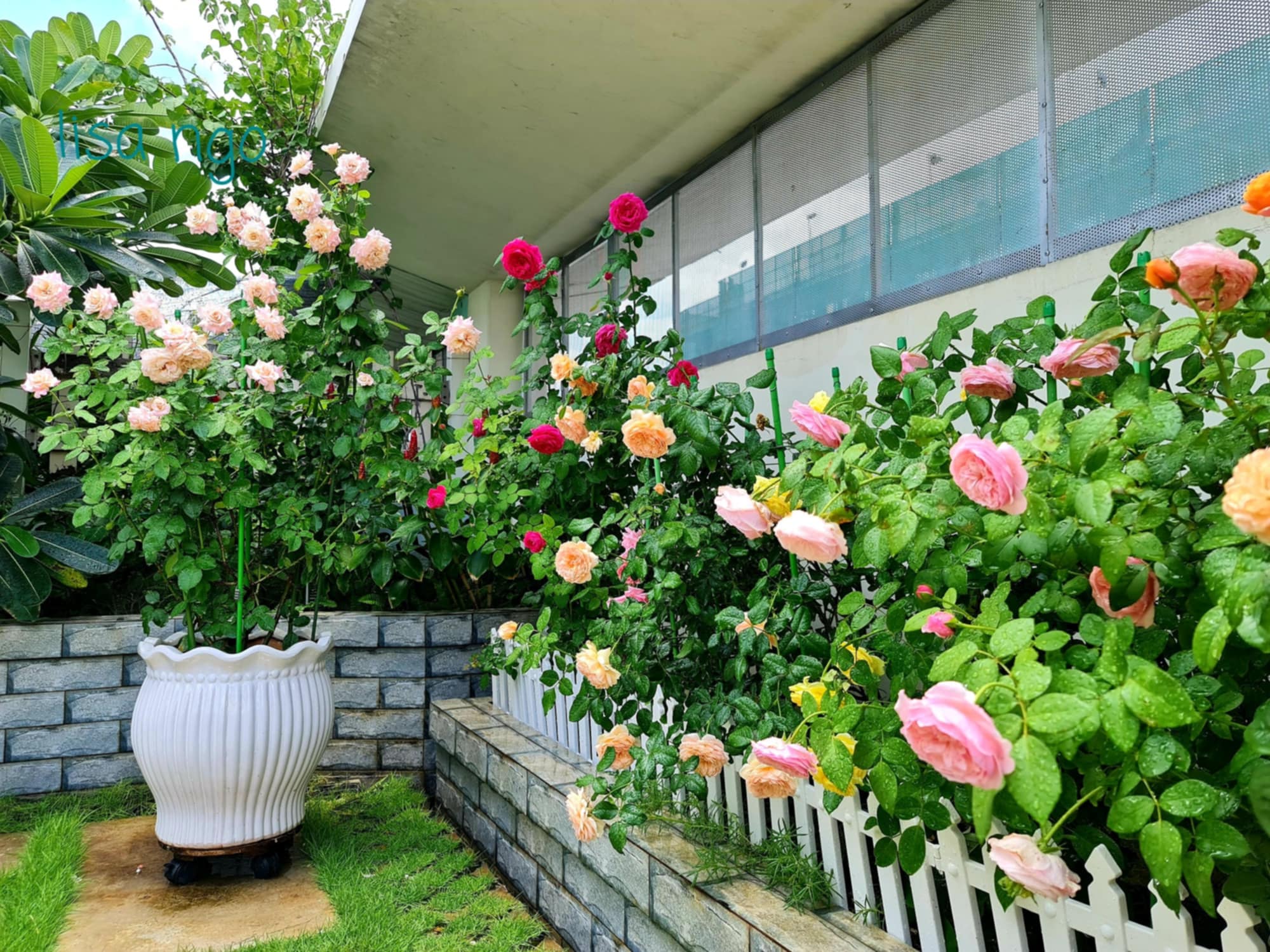 “Ốc đảo xanh mát” ở penthouse tầng 23 của mẹ đảm Bình Dương: Hoa hồng tỏa ngát hương, vườn rau trái trĩu quả - 19