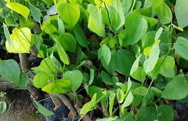 Rau dại chống đói nay thành đặc sản giá 75.000 đồng/kg, cắm cành vào đất là bén rễ, cách 4 ngày thu hoạch 1 lần - 6