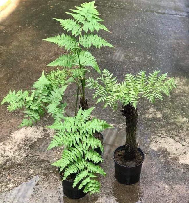 Cây giống rau dớn.