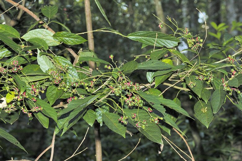 Quả của cây đắng cảy.