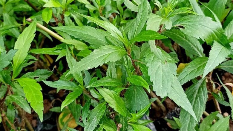 Rau dại được ví như amp;#34;thần dượcamp;#34; miền núi, giá 250.000 đồng/kg nhưng trồng siêu dễ, cắm cành vào đất 7 ngày liền bén rễ - 4