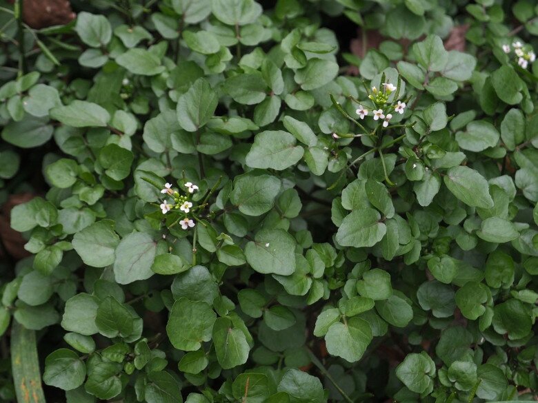 Rau cải xoong.