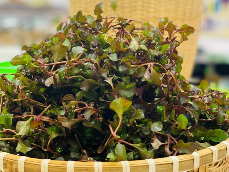 Rau cải xoong Nhật.