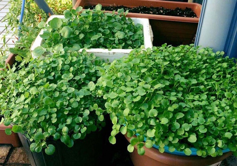 Rau dại Mỹ đánh giá “tốt nhất thế giới”, Việt Nam có khắp nơi, trồng trong nước hay đất đều được, 25 ngày là thu hoạch - 5