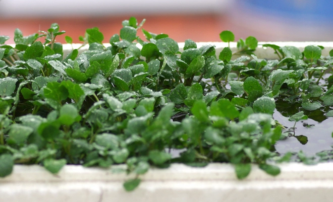 Rau dại Mỹ đánh giá “tốt nhất thế giới”, Việt Nam có khắp nơi, trồng trong nước hay đất đều được, 25 ngày là thu hoạch - 6