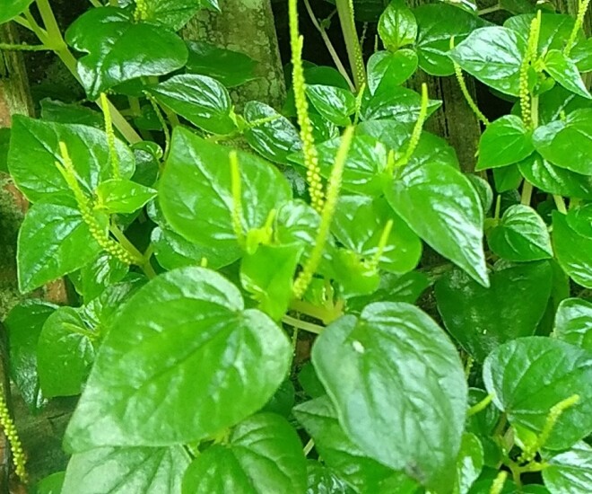 Rau dại Nhật coi là “rau trường thọ”, Việt Nam mọc khắp nơi, giá 150.000 đồng/kg nhưng trồng một lần ăn cả đời - 1