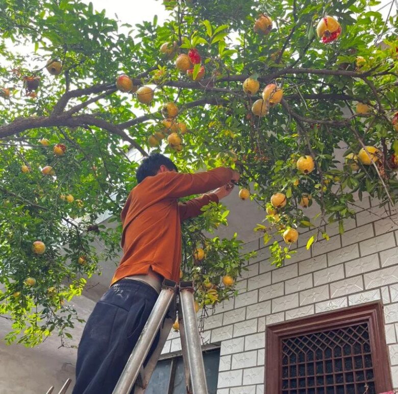Sân không có cây, không phúc không lộc! Trồng 5 loại cây này, con cháu ngày càng phát đạt - 9