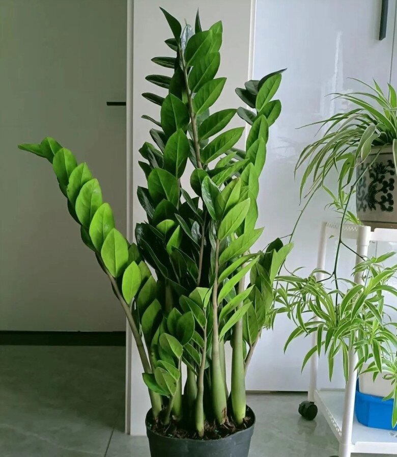 Tháng 4 chăm cây kim tiền hãy nhớ 4 quy tắc này, lá xanh như bôi mỡ, chồi non mọc lên giúp hút lộc - 3