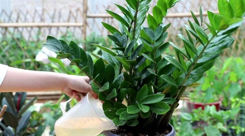 Tháng 5 cho cây kim tiền thưởng thức “món ăn vặt” này, lá mới mọc liên tục, cả chậu đầy amp;#34;chuỗi tiềnamp;#34; - 2
