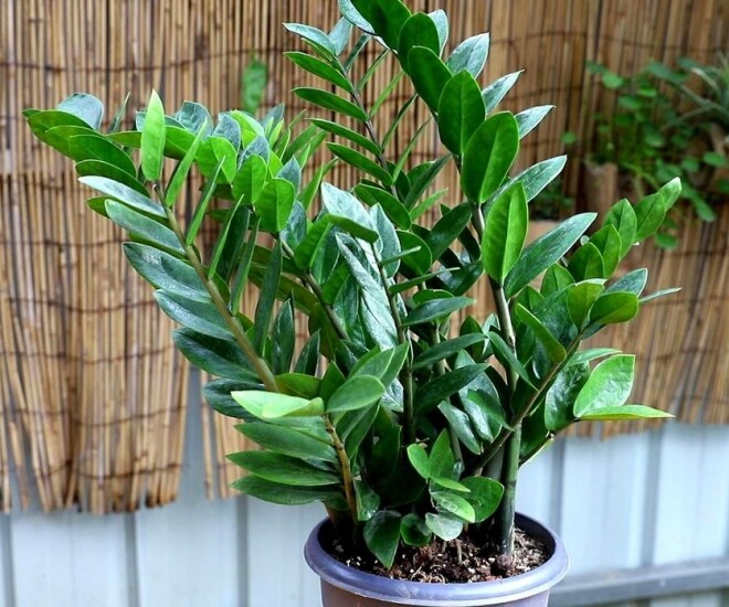 Tháng 5 cho cây kim tiền thưởng thức “món ăn vặt” này, lá mới mọc liên tục, cả chậu đầy amp;#34;chuỗi tiềnamp;#34; - 1