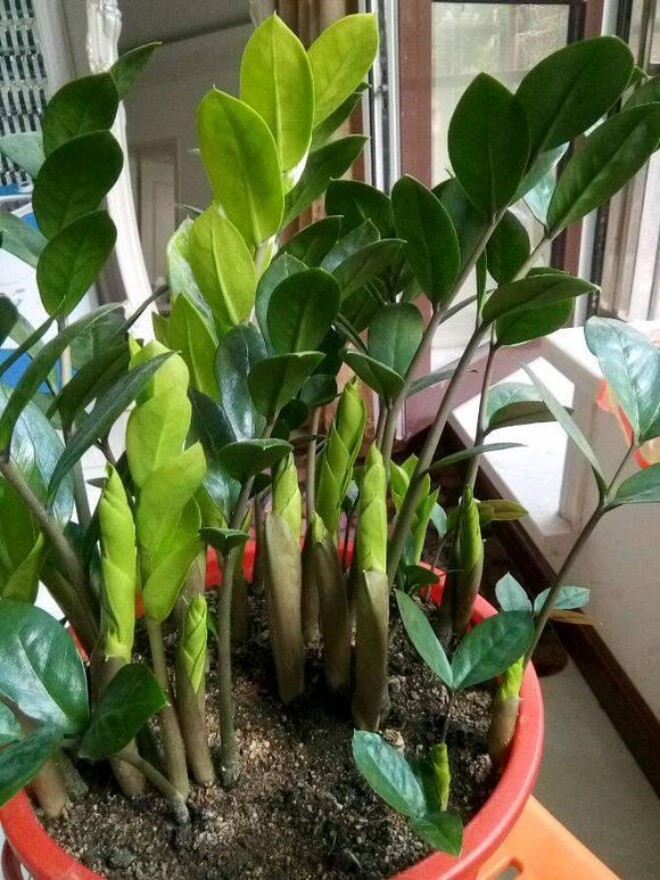 Tháng 5 cho cây kim tiền thưởng thức “món ăn vặt” này, lá mới mọc liên tục, cả chậu đầy amp;#34;chuỗi tiềnamp;#34; - 6