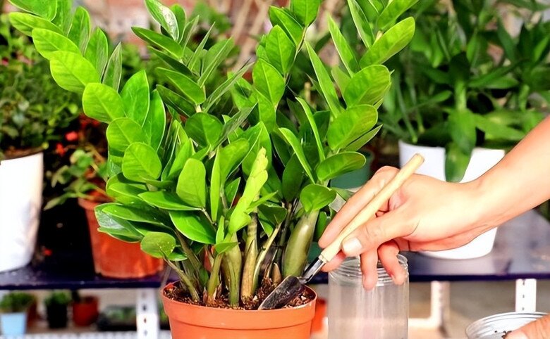 Tháng 5 cho cây kim tiền thưởng thức “món ăn vặt” này, lá mới mọc liên tục, cả chậu đầy amp;#34;chuỗi tiềnamp;#34; - 3