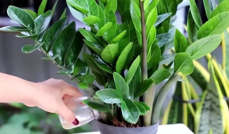 Tháng 5 cho cây kim tiền thưởng thức “món ăn vặt” này, lá mới mọc liên tục, cả chậu đầy amp;#34;chuỗi tiềnamp;#34; - 5
