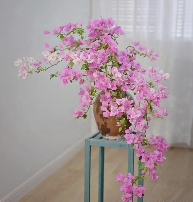 Xem thêm: Hoa giấy vừa đẹp vừa siêng nở hoa, mang lại may mắn và hạnh phúc nhưng 4 người này không nên trồng