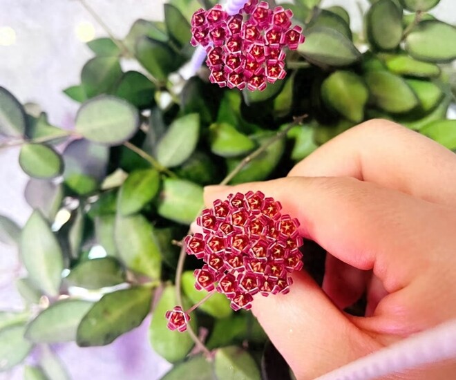 “Vua” của thế giới cây xanh trong nhà, vừa ngắm lá ngắm hoa, vừa thơm ngát, nở từ đầu năm đến cuối năm - 1