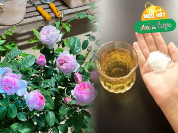 Thêm thứ này vào bia, cây phát triển vùn vụt, hoa đã tàn cũng sẽ nở lại ngay