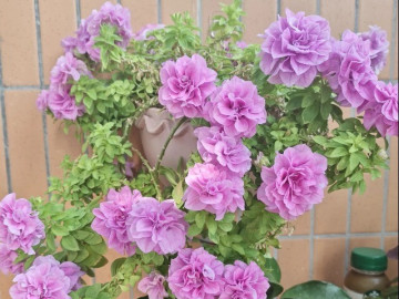 Loài hoa này đẹp như mẫu đơn, nở 300 ngày mỗi năm, giá 120.000 chậu nhưng cắm một lá xuống đất cũng bén rễ