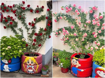 Chàng trai 10X trồng hoa hồng trong lốp xe, vừa dễ thương vừa đẹp rực rỡ, ai nhìn cũng mê