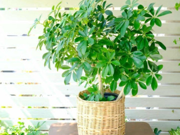 Không cần nhang đuổi muỗi, trồng 10 cây này trong nhà muỗi sẽ bay xa, tài lộc tự tìm đến nhà