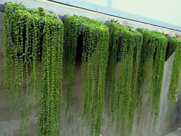 9 cây dây leo cực hợp làm rèm che nắng, không hoa mà vẫn đẹp như thác xanh, giúp lọc sạch không khí