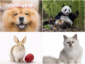Trắc nghiệm tình yêu: Con vật bạn chọn sẽ tiết lộ nửa kia yêu bạn như thế nào?