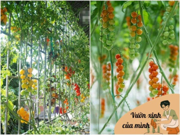 Chàng trai trồng cà chua trong cốc trà sữa ở ban công, quả sai trĩu cành, ai nhìn cũng mê