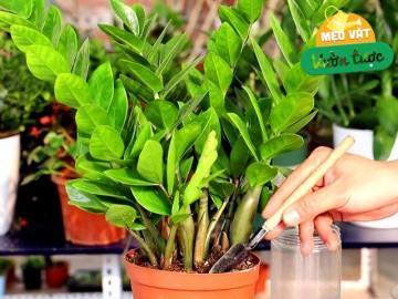 Tháng 5 cho cây kim tiền thưởng thức món ăn vặt này, lá mới mọc liên tục, cả chậu đầy chuỗi tiền