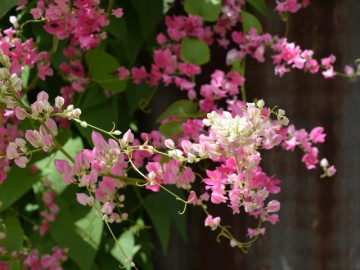 Cây bờ rào đổi đời thành nữ hoàng dây leo, nở quanh năm, vừa làm cảnh vừa làm thuốc, giá 150.000 đồng/cây