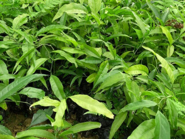 Cây dại mọc bờ bụi xưa không ai ăn, nay thành đặc sản giá 200.000 đồng/kg, trồng một lần thu hoạch được nhiều năm