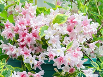 Loài hoa đại cát đẹp cả lá lẫn hoa, nở từ xuân đến thu, trồng một chậu vừa đẹp nhà vừa rước lộc