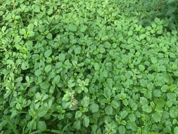 Rau mọc hoang nay thành đặc sản, giá 50.000 đồng/kg nhưng hạt chạm đất là mọc, trồng 20 ngày là có ăn