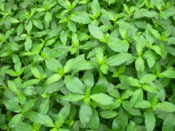 Rau dại mọc bờ bụi nay thành đặc sản, giá 70.000 đồng/kg, trồng siêu dễ, gieo hạt một lần thu hái nhiều năm