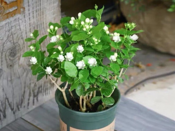 Hoa nhài vừa đẹp vừa thơm nhưng nhà ở 3 hướng, người thuộc 2 mệnh này không nên trồng