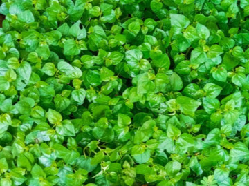 Rau dại Nhật coi là rau trường thọ, Việt Nam mọc khắp nơi, giá 150.000 đồng/kg nhưng trồng một lần ăn cả đời