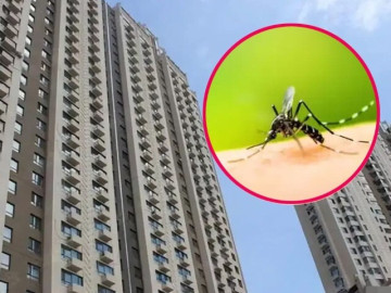 Muỗi có thể bay cao đến tầng mấy? Đây là cách diệt muỗi an toàn, hiệu quả bằng những thứ có sẵn trong nhà