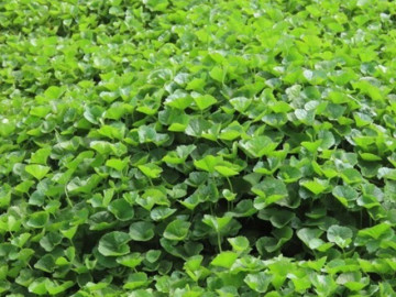 Rau dại được ví như vàng trên mặt đất, mùa hè người người thi nhau mua, trồng siêu dễ, không cần chăm vẫn tươi tốt