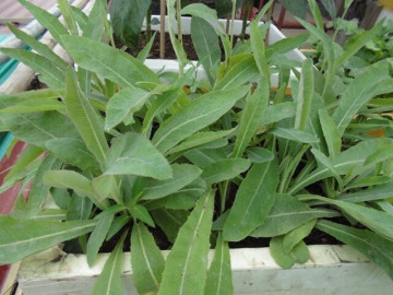 Rau dại được mệnh danh là vua thải độc, nay là đặc sản giá 160.000 đồng/kg, trồng một lần thu hoạch quanh năm