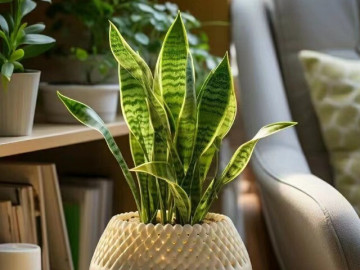 Ngày càng nhiều người từ bỏ cây lưỡi hổ, 4 điểm trừ lớn khiến loại cây quốc dân này mất điểm