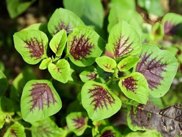 11 loại rau chịu nhiệt phát triển nhanh vào mùa hè, 43°C vẫn xanh tươi tốt, rất thích hợp trồng vào tháng 6