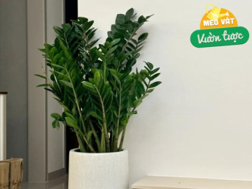 Ngày càng nhiều người từ bỏ cây kim tiền, 4 nhược điểm này khiến ai cũng phải ngán ngẩm