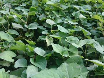 Cây mít ở Ninh Bình ra loạt quả 