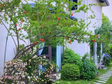 Những loại cây đẹp nhưng ít ai trồng trong sân vườn nhà, lý do khiến bạn bất ngờ