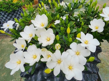 Đây là vua hoa trồng chậu, nở quanh năm đẹp như ngọc, thơm như nước hoa, giúp hút tài lộc vào nhà