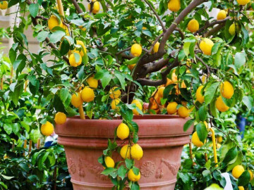 10 loại cây ăn được cả lá lẫn quả, trồng trong nhà còn giúp chiêu tài hút lộc, bảo vệ gia đình