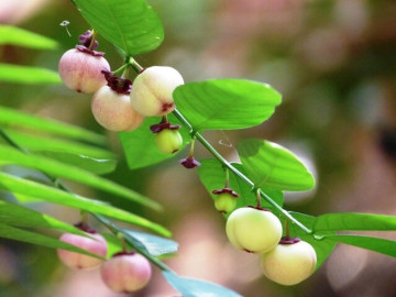 Loại rau này giàu canxi hơn sữa, giàu sắt gấp 7 lần thịt bò, cắm cành vào đất liền bén rễ, 2 tháng cho thu hoạch