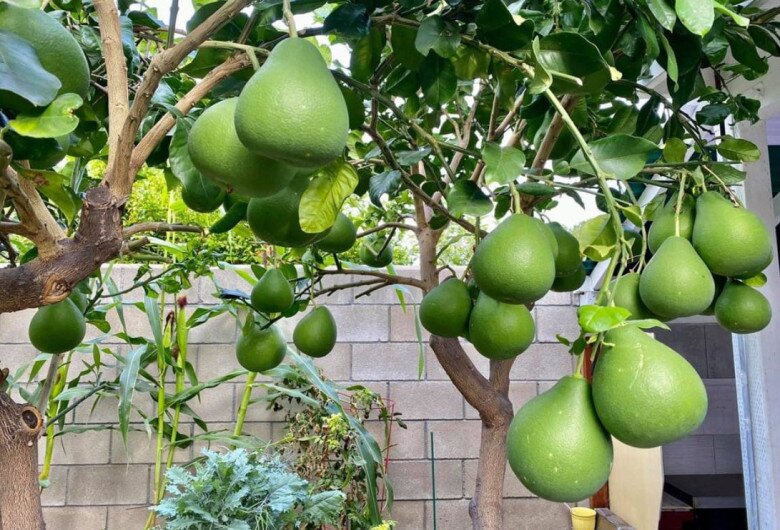 Vợ chồng Hương Lan trồng nhiều loại hoa quả, rau củ,... trong biệt thự ở Mỹ.