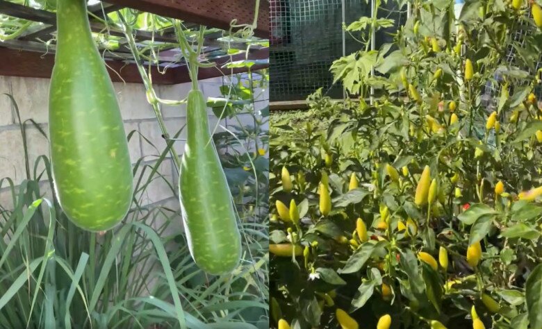 Cận cảnh dàn rau củ xanh mướt, sai quả của nữ danh ca.