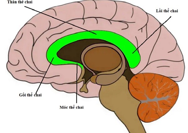 Thể chai là cầu nối giao tiếp giữa hai bán cầu, liên tục truyền tải thông tin giữa hai não .