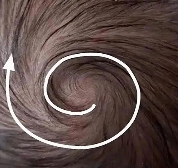 Có thể hiểu đơn giản vòng xoáy tóc trên đầu là báo hướng phát triển của tóc.